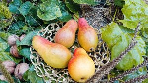 High-angle view of ripe pears and walnuts on a decorative plate surrounded by green leaves.